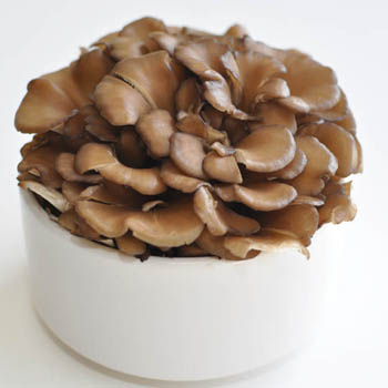 Nấm Maitake và những tác dụng